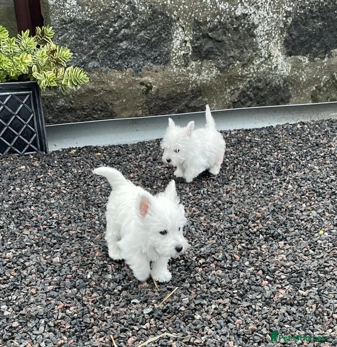 West Highland Terrier dogs for sale: WEST HIGHLAND TERRIER PUPPIES - Advert 5