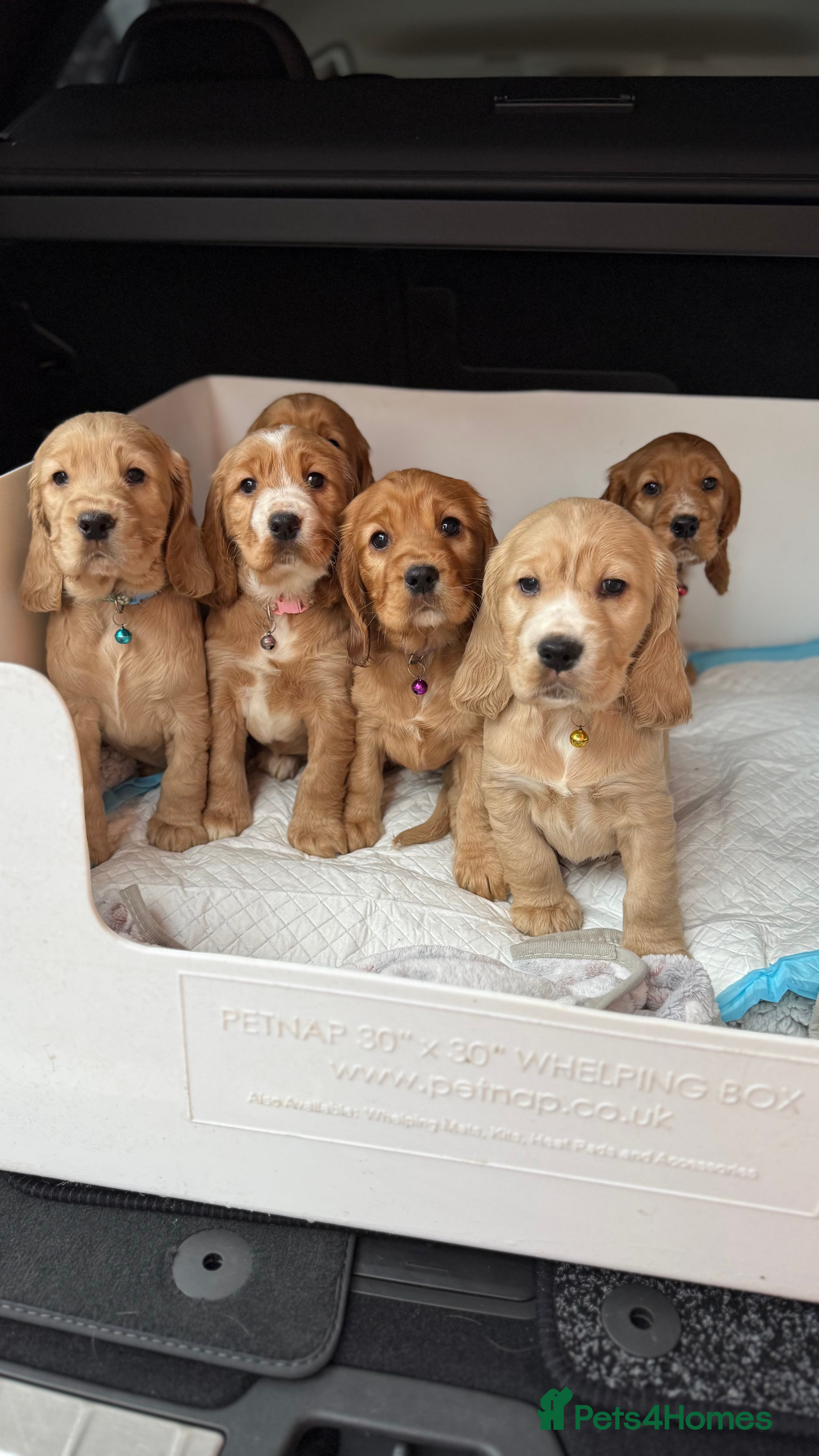 Cocker Spaniel dogs Beautiful Gold English cocker spaniels  - Advert 2