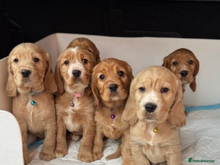 Cocker Spaniel dogs Beautiful Gold English cocker spaniels - Advert 2