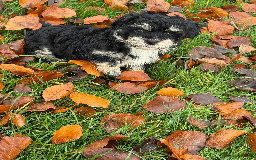 Mixed Breed dogs for sale: Maltese cross yorkshire cross shih tzu for sale - Advert 9