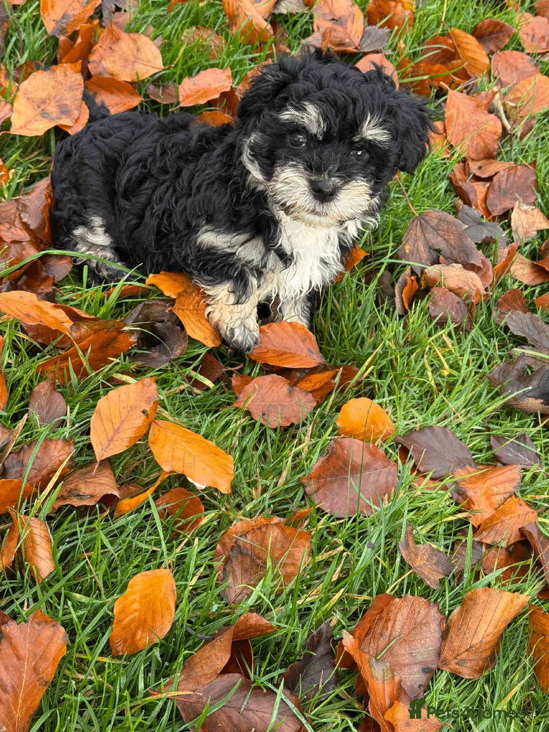 Mixed Breed dogs for sale: Maltese cross yorkshire cross shih tzu for sale - Advert 9