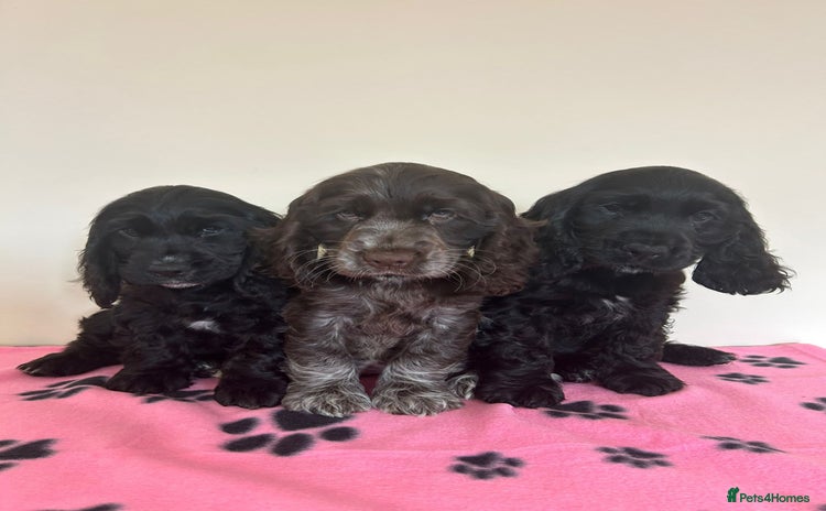 Cocker Spaniel dogs - Advert 15