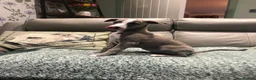 Whippet dogs for sale: Two exceptional kc registered pups available  - Advert 8