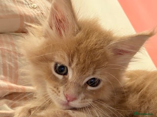 Maine Coon cats TICA Registered Maine Coon Kittens - Advert 2