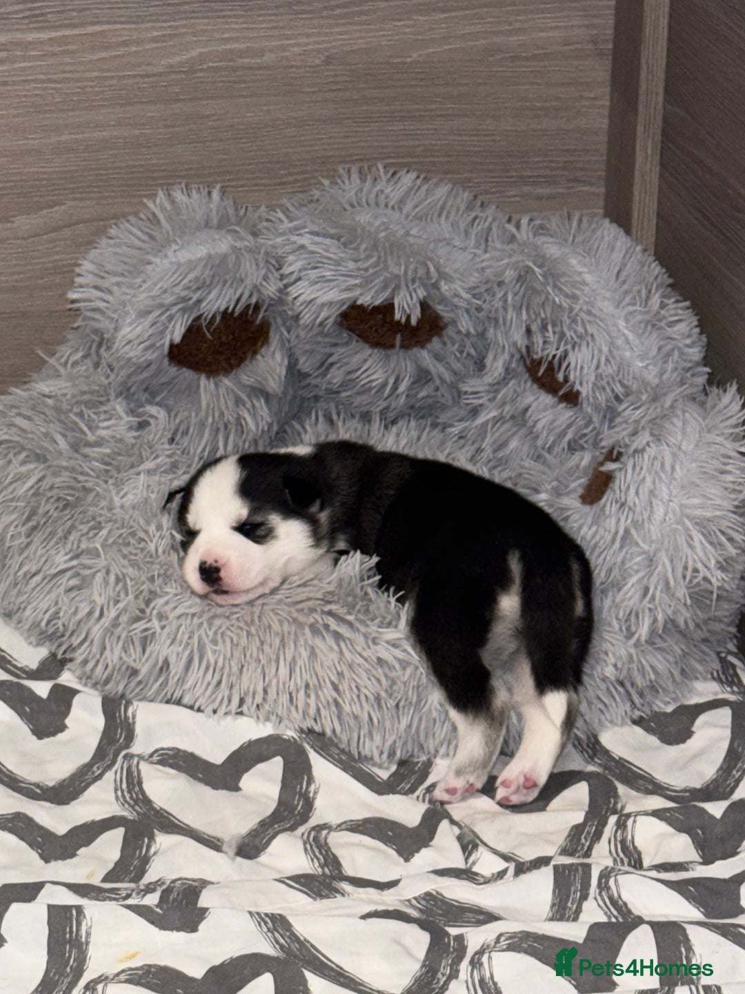 Siberian Husky dogs for sale: Beautiful Siberian Husky Puppies Ready to Reserve - Advert 27