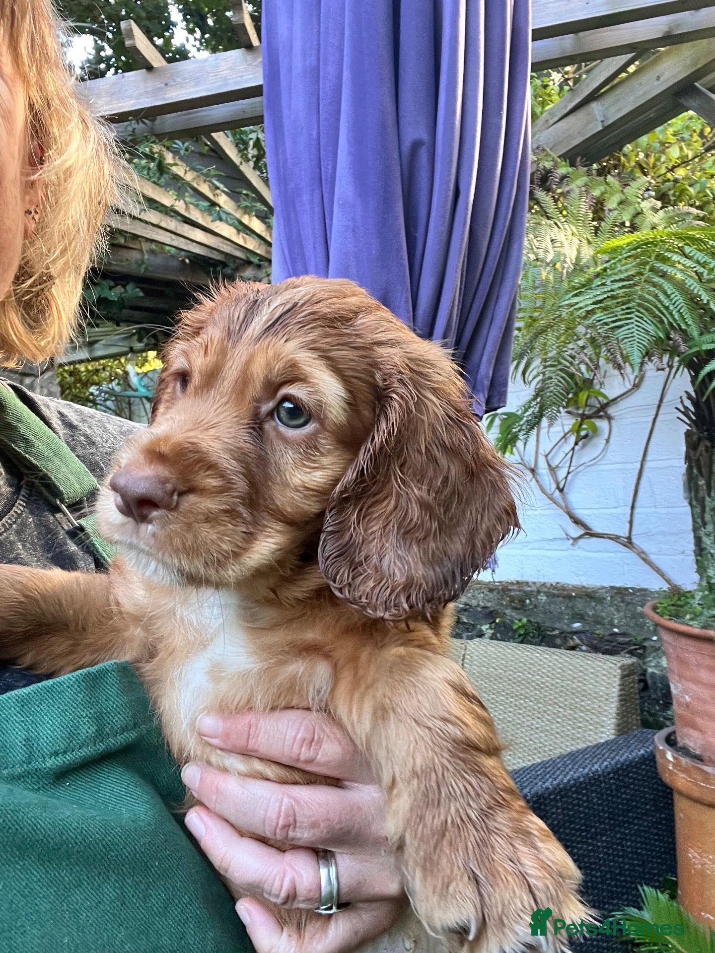 Cocker Spaniel dogs Last Puppy Available Calm Boy in Newton Abbot - Advert 1