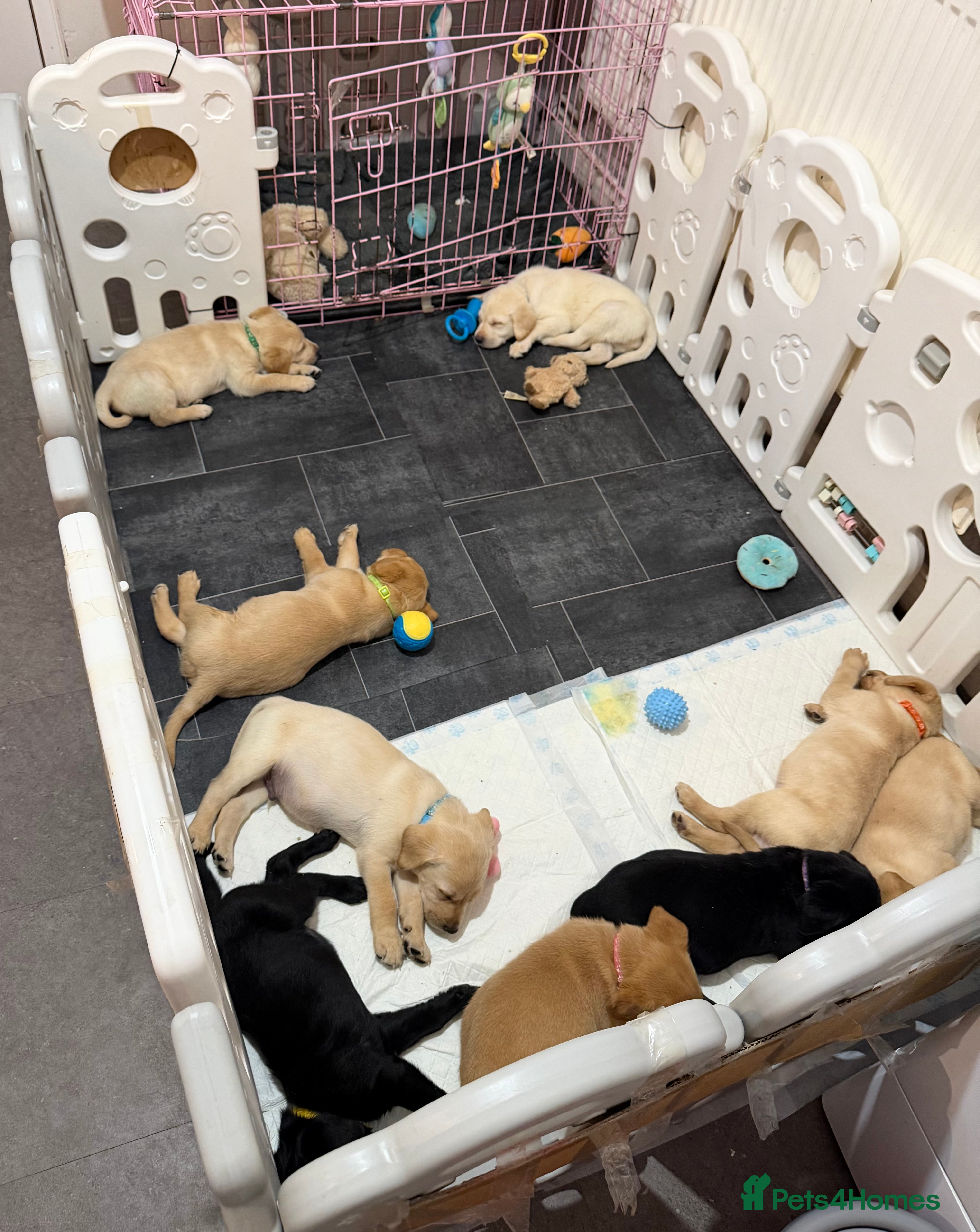 Labrador Retriever dogs Labrador Retriever Puppies for Sale 🐾 - Advert 4