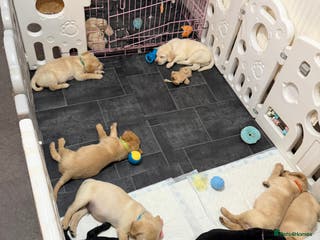 Labrador Retriever dogs Labrador Retriever Puppies for Sale 🐾 - Advert 4