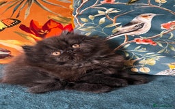 Persian cats for sale: Beautiful Persian Brother & 2 Sisters Available  - Image 1