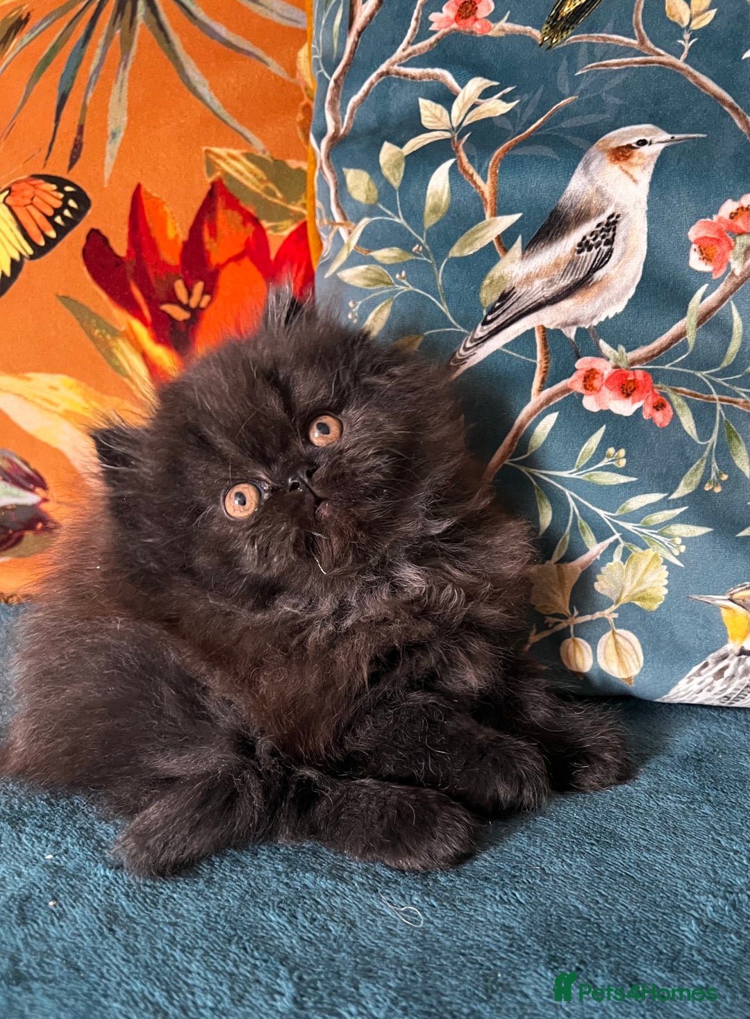 Persian cats for sale: Beautiful Persian Brother & 2 Sisters Available  - Image 1