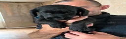 Mixed Breed dogs for sale: 5 mixed breed puppies  - Advert 3
