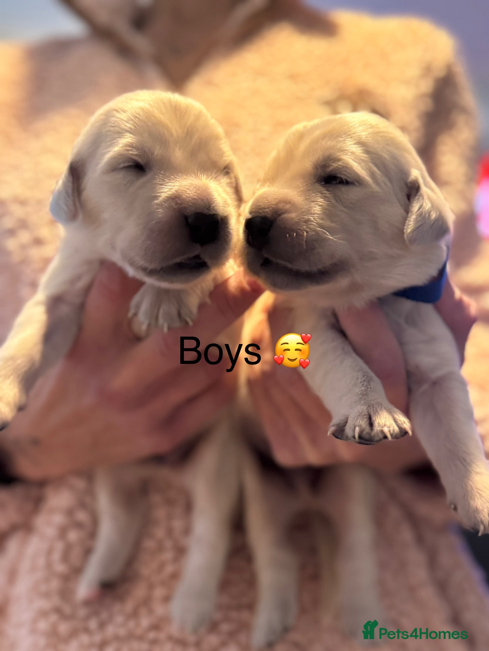 Golden Retriever dogs 7 beautiful KC reg Golden Retriever puppies  - Advert 9