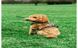 Cockapoo dogs for sale: stunning cockapoos for sale - Image 18