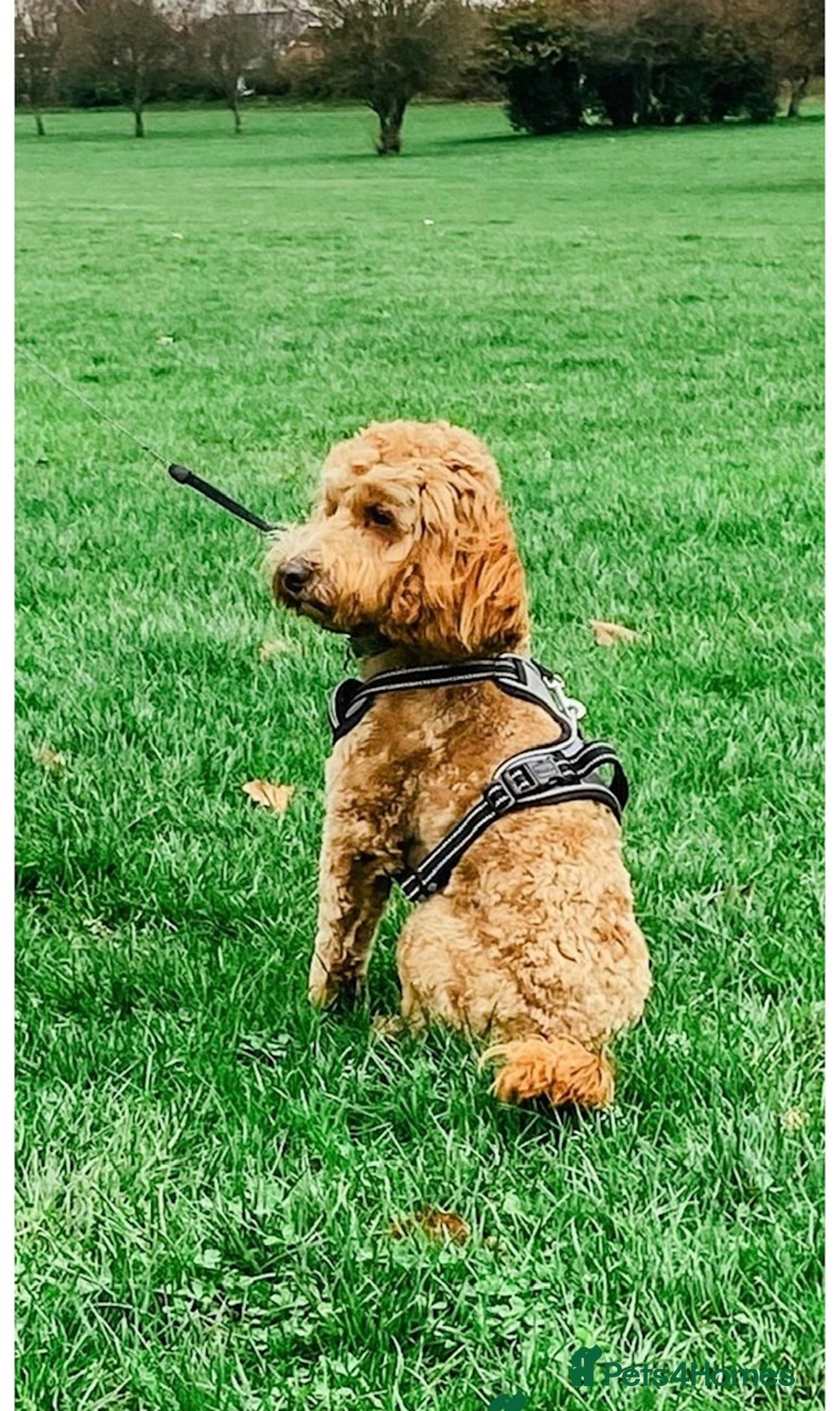 Cockapoo dogs for sale: stunning cockapoos for sale - Image 18