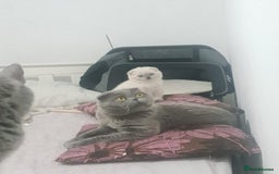Scottish Fold cats for sale: Beautiful white/grey female Scottish fold for sale - Image 9