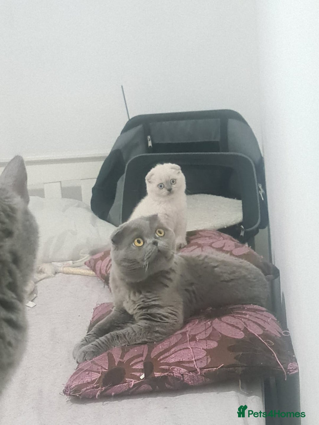 Scottish Fold cats for sale: Beautiful white/grey female Scottish fold for sale - Image 9