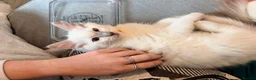 Ragdoll cats for sale: ✨5 blue point and 1 lilac ragdoll kittens ✨ - Advert 7