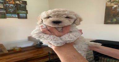 Mixed Breed dogs - Advert 15