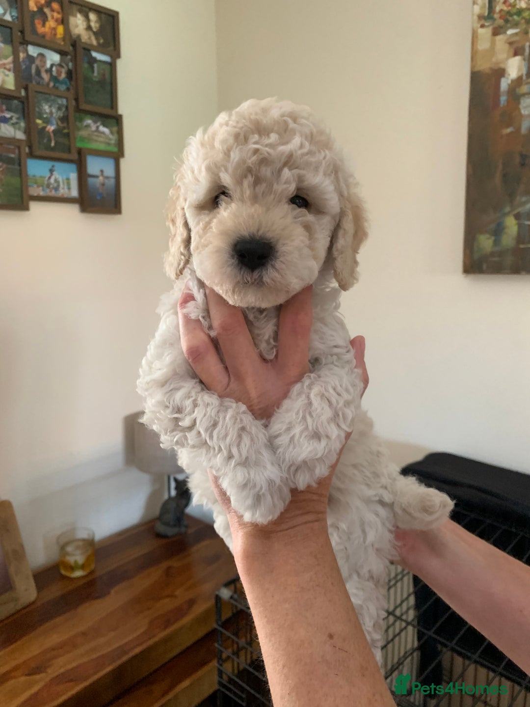 Mixed Breed dogs for sale: Mini/Toy Poodle pups - Image 2