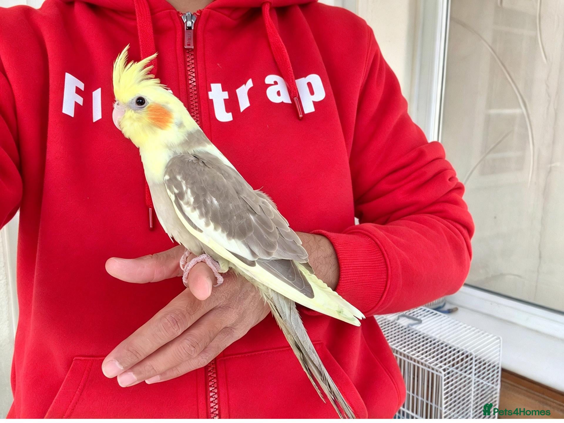 Cockatiels birds super silly hand tamed baby cockatiel - Advert 5