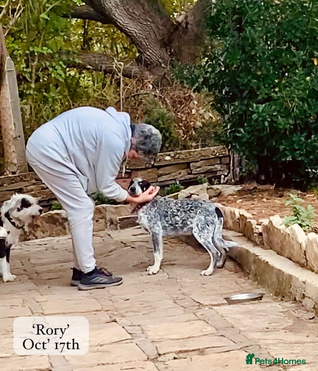 Mixed Breed dogs for adoption: Rory, 6-7 months approx. Available for adoption. - Advert 25