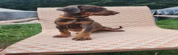 Dobermann dogs for sale: Doberman puppies beautiful temperament  - Advert 2