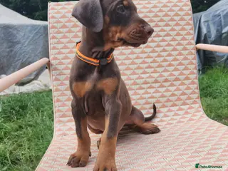 Dobermann dogs Doberman puppies 10 days before they can leave - Advert 17