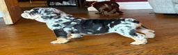 English Bulldog dogs for sale: KC reg black Merle bitch 💖 in Southport - Advert 7