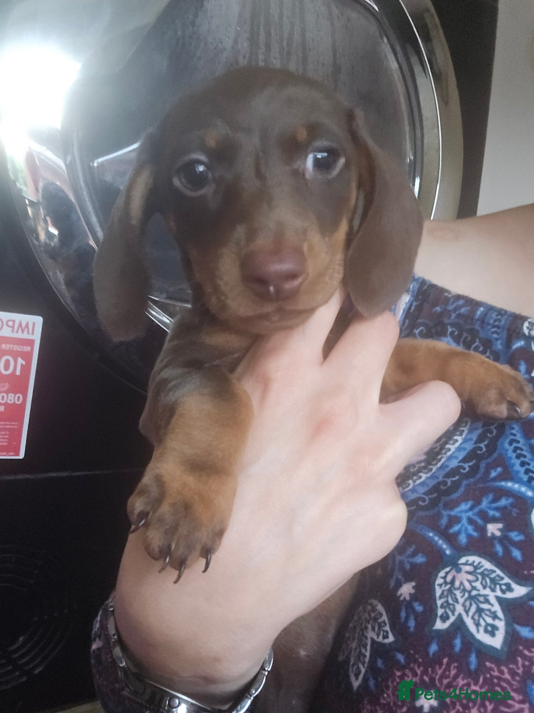 Miniature Dachshund dogs for sale: Galaxy Chocolate: Your Sweetest Adventure Awaits! - Image 14