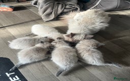 Ragdoll cats for sale: 5 Ragdoll kittens ready leave now  - Image 1