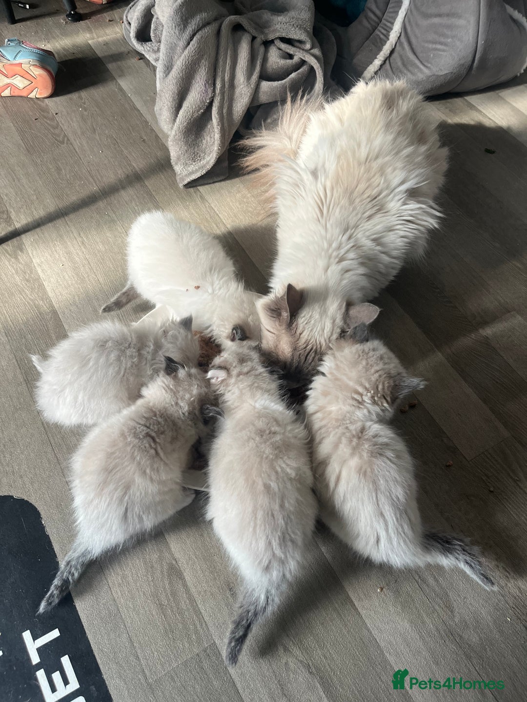 Ragdoll cats for sale: 5 Ragdoll kittens ready leave now  - Image 1