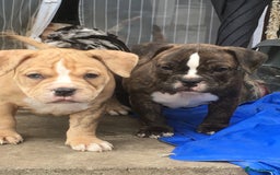 American Bully dogs for sale: Micro Merle bullys - Image 18