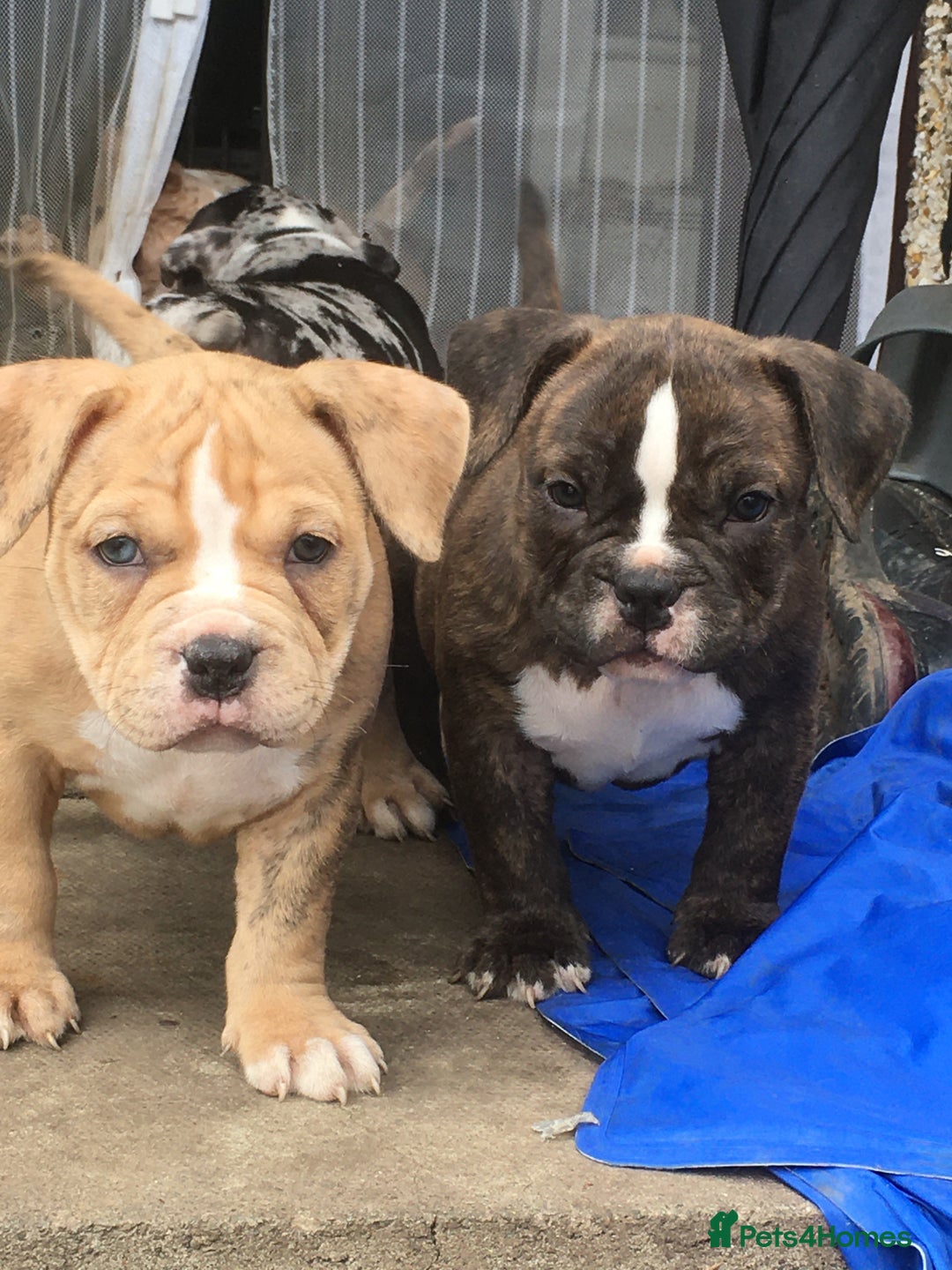 American Bully dogs for sale: Micro Merle bullys - Image 18