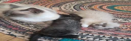 Ragdoll cats for sale: Beautiful baby ragdolls  - Advert 4