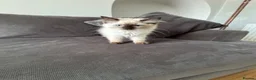 Ragdoll cats for sale: Purebred Ragdoll Boys  in St Albans - Advert 12