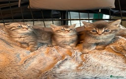 Mixed Breed cats for sale: Maine coon x Scottish fold kittens - Image 36