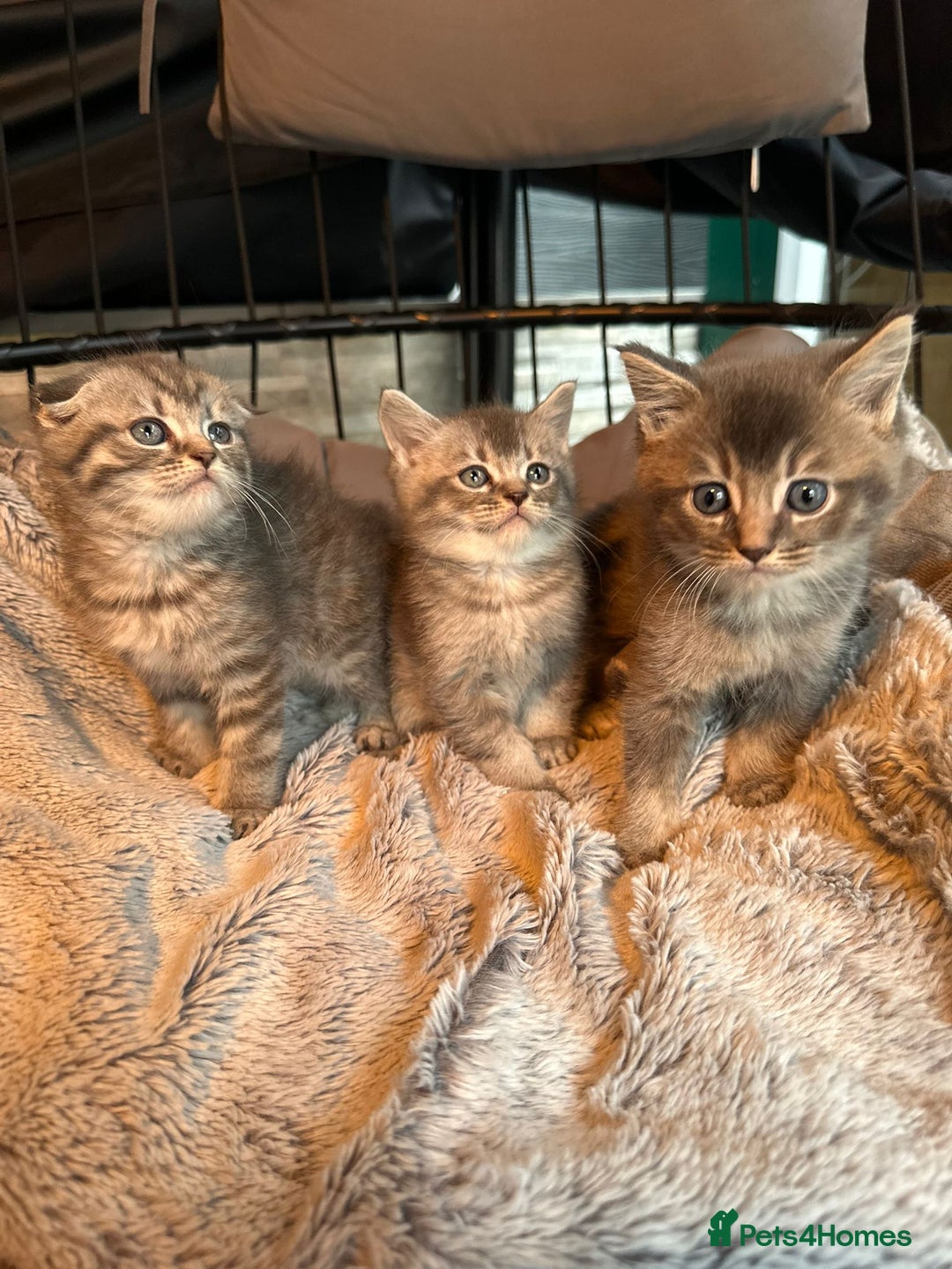 Mixed Breed cats for sale: Maine coon x Scottish fold kittens - Image 36