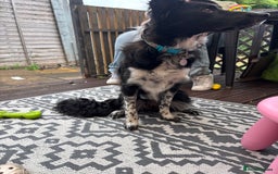 Border Collie dogs for sale: Bella - Border Collie - Image 1