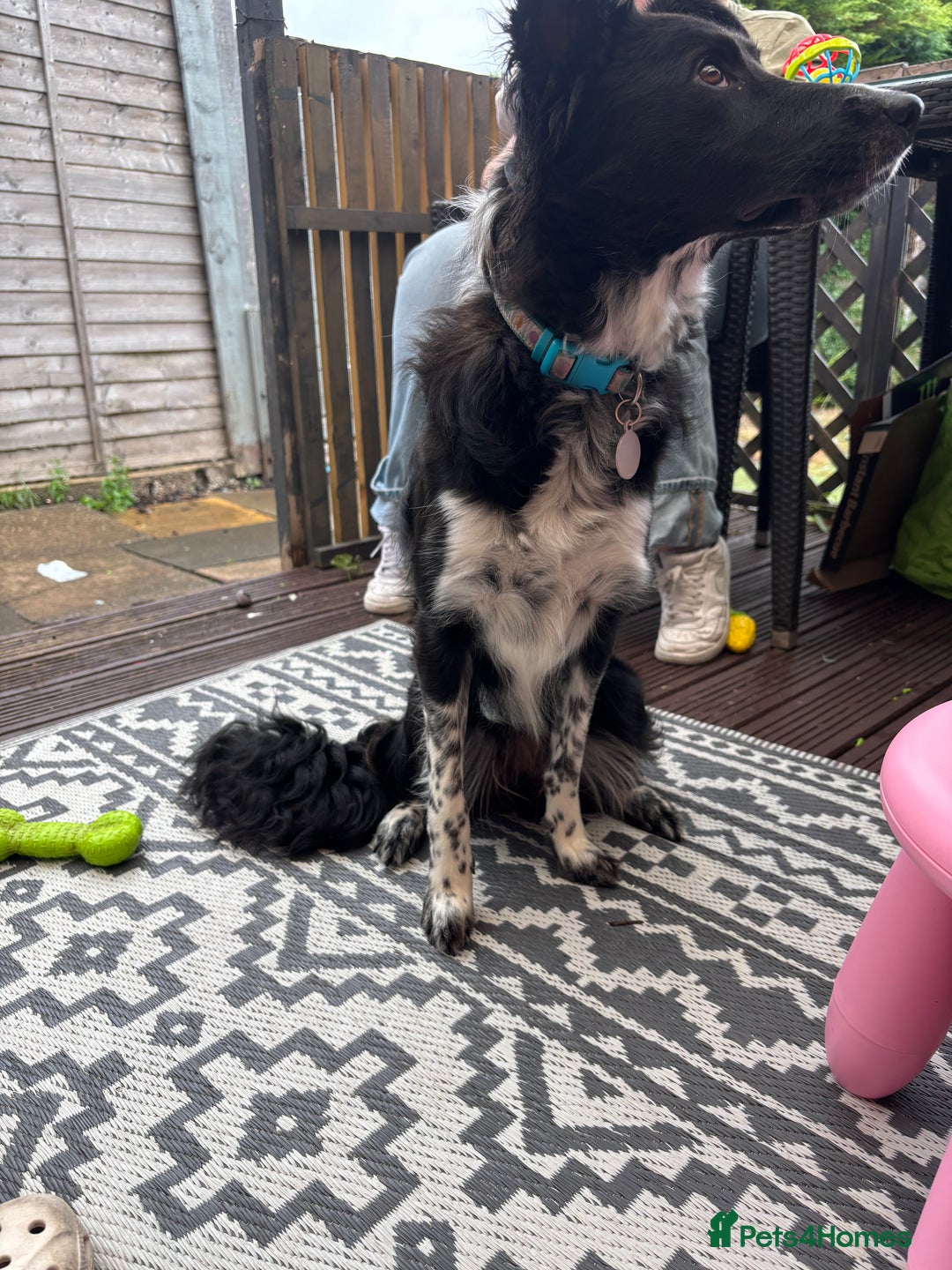 Border Collie dogs for sale: Bella - Border Collie - Image 1
