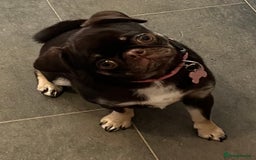 Pug dogs for sale: Tiny pug girl - Advert 7