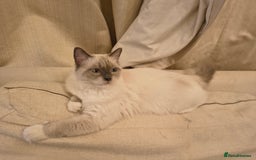 Ragdoll cats for sale: PEDIGREE RAGDOLL TICA REGISTERED - Image 10
