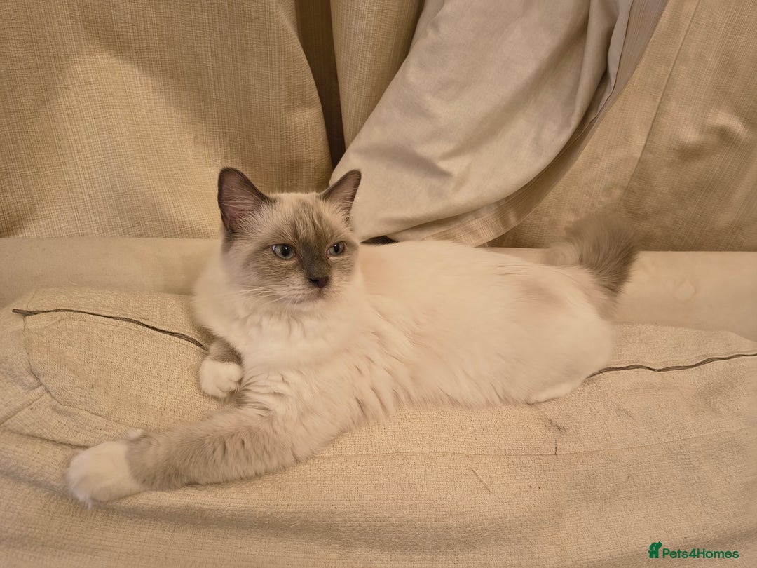 Ragdoll cats for sale: PEDIGREE RAGDOLL TICA REGISTERED - Image 10