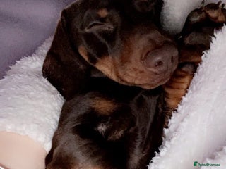 Miniature Dachshund dogs Miniture daschund - Advert 1