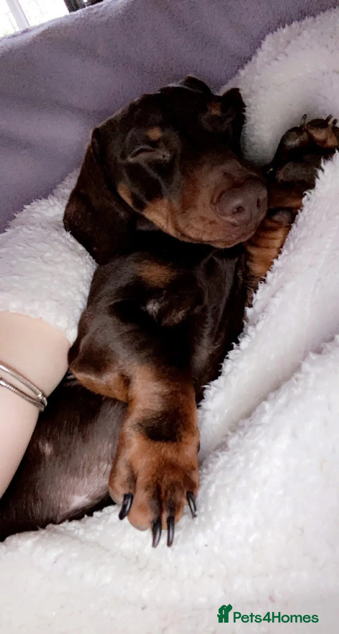 Miniature Dachshund dogs for sale: Miniture daschund - Advert 1