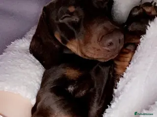 Miniature Dachshund dogs Miniture daschund - Advert 3