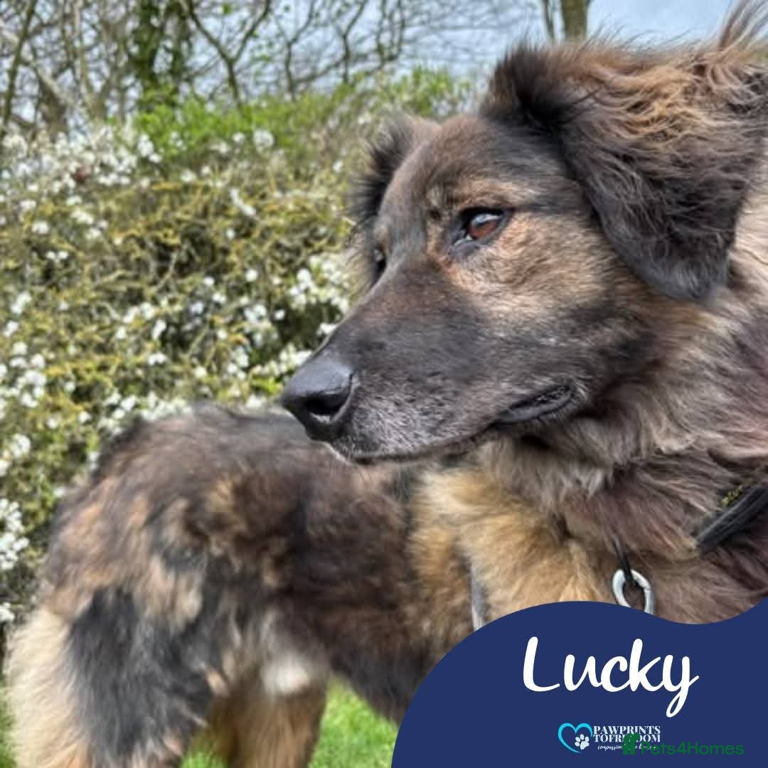 Mixed Breed dogs Meet Lucky, currently residing in Cheshire  - Advert 2