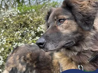 Mixed Breed dogs Meet Lucky, currently residing in Cheshire - Advert 2