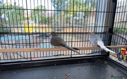 Doves birds for sale: Two diamond doves - Image 2