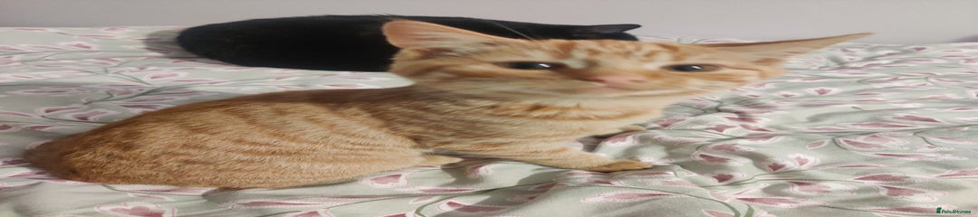 Male ginger Kitten 1