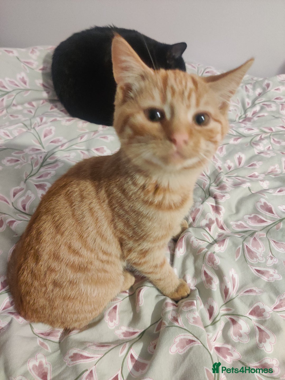 Domestic Shorthair cats for sale: Ginger, black+white kittens 5 months old for sale - Image 4